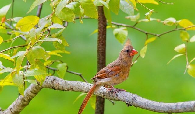 Arizona Cardinals kicker Chad Ryland ends first half with 52-yard FG vs. Tampa Bay Buccaneers – NFL.com