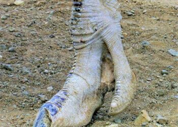 Curaçao to Cape Verde: Small nations make big World Cup history – NPR