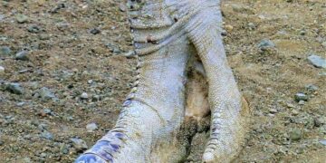 Curaçao to Cape Verde: Small nations make big World Cup history – NPR