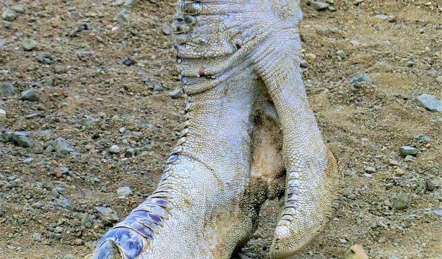 Curaçao to Cape Verde: Small nations make big World Cup history – NPR