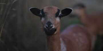 Cameroon fires coach as new hire omits Onana, Aboubakar ahead of AFCON – africanews.com