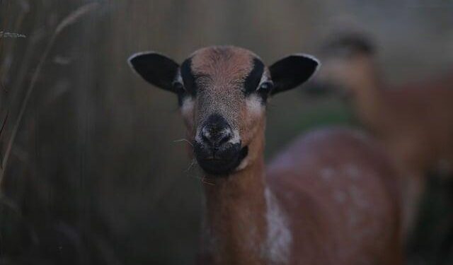 Cameroon fires coach as new hire omits Onana, Aboubakar ahead of AFCON – africanews.com