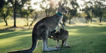 Australia deports first foreign detainees to Nauru in controversial deal – BBC