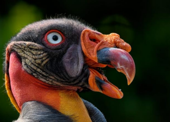 Akhannouch: King Mohammed VI’s Leadership Drove Key Shift in Sahara Issue – Morocco World News