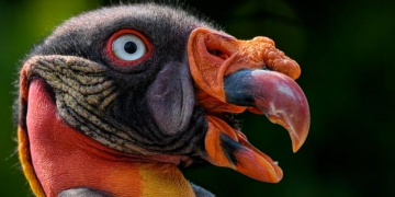 Akhannouch: King Mohammed VI’s Leadership Drove Key Shift in Sahara Issue – Morocco World News