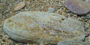 Conrad on using ‘grovel’ in India Test series: ‘I could have chosen a better word’ – ESPNcricinfo