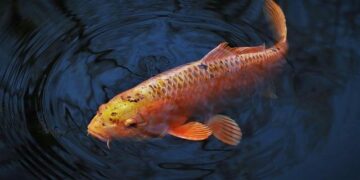 Al-Qaeda Affiliate GSIM Condemns ‘Genocidal Crimes’ Against Civilians By Russian Africa Corps, Malian Forces – MEMRI | Middle East Media Research Institute