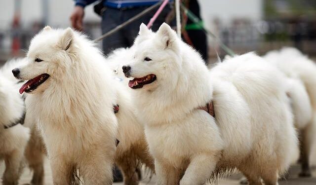 Rep. Bernard Blue Benson Jr. Pushes for US$500,000 Budgetary Support to Liberia’s Creative Industry – FrontPageAfrica