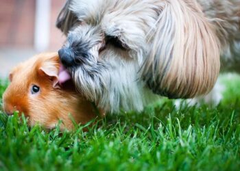 Guinea to fast-track alumina, iron ore processing, mines minister says – Reuters