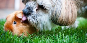 Guinea to fast-track alumina, iron ore processing, mines minister says – Reuters