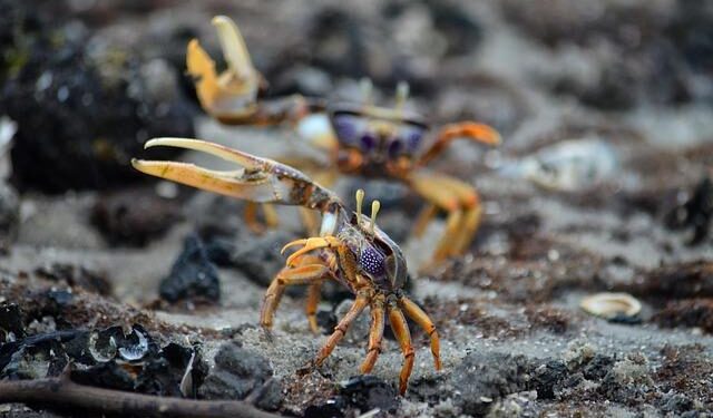 Gabon signs landmark climate finance deal for Congo rainforests – Reuters