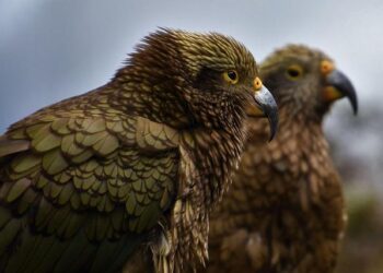 New Zealand | History, Map, Flag, Capital, Population, & Facts – Britannica