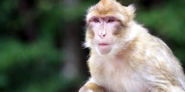 Critical Metals partners with Romania’s FPCU to set up rare earth processing plant – TradingView