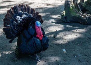 Tom Poland column: The Ghosts Of Winter – Bluffton Today