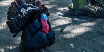 Tom Poland column: The Ghosts Of Winter – Bluffton Today