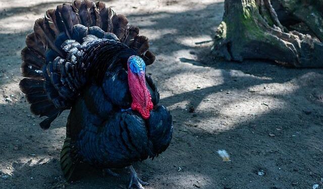 Tom Poland column: The Ghosts Of Winter – Bluffton Today