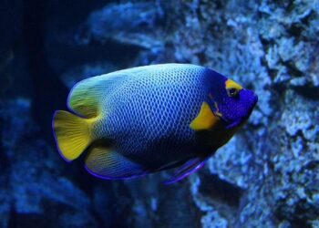 Deep-sea mining: Norway halts controversial practice until 2029 – Euronews.com