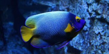 Deep-sea mining: Norway halts controversial practice until 2029 – Euronews.com