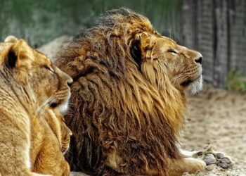 Netherlands to take on Japan, Tunisia at the 2026 World Cup; Curacao vs Germany – NL Times