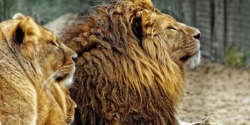 Netherlands to take on Japan, Tunisia at the 2026 World Cup; Curacao vs Germany – NL Times