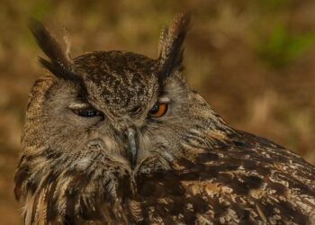 Luxembourg’s grand duke will abdicate, passing the throne to his son – AP News