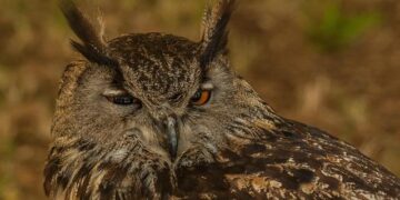 Luxembourg’s grand duke will abdicate, passing the throne to his son – AP News