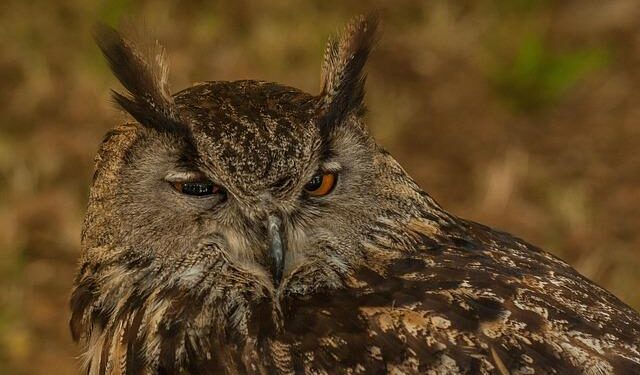 Luxembourg’s grand duke will abdicate, passing the throne to his son – AP News