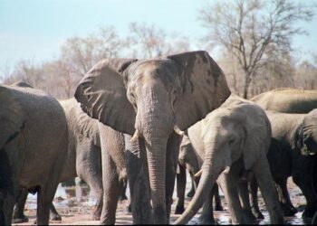 Zimbabwe’s informal sector – more carrots than sticks are needed – DIIS