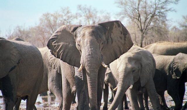 Zimbabwe’s informal sector – more carrots than sticks are needed – DIIS