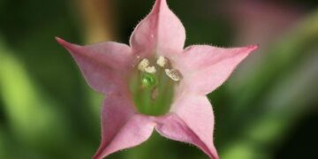 ‘Utter hypocrisy’: tobacco firm lobbied against rules in Africa that are law in UK – The Guardian