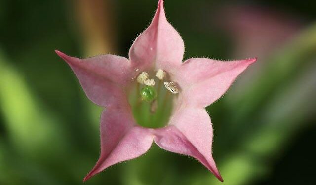 ‘Utter hypocrisy’: tobacco firm lobbied against rules in Africa that are law in UK – The Guardian