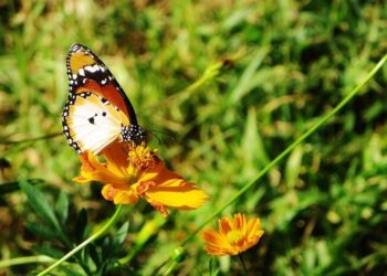 Sierra Leone – International Center for Transitional Justice (ICTJ)