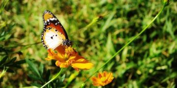 Sierra Leone – International Center for Transitional Justice (ICTJ)