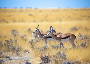 TotalEnergies in deal for Namibia offshore oil field – The Killeen Daily Herald