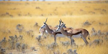 TotalEnergies in deal for Namibia offshore oil field – The Killeen Daily Herald