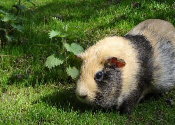 Eq Guinea’s Cronos resumes operations with E145 – ch-aviation