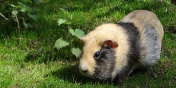 Eq Guinea’s Cronos resumes operations with E145 – ch-aviation