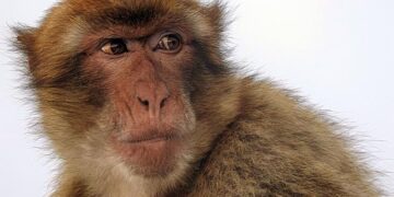 Gibraltar Industries Inc (ROCK) Q3 2025 Earnings Call Highlights: Strong Sales Growth Amid … – Yahoo Finance