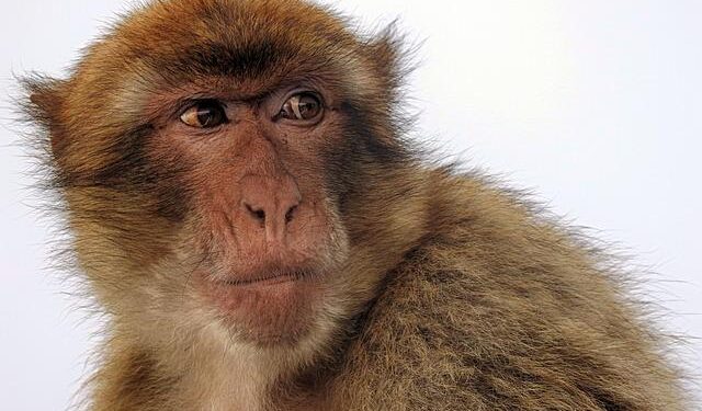 Gibraltar Industries Inc (ROCK) Q3 2025 Earnings Call Highlights: Strong Sales Growth Amid … – Yahoo Finance