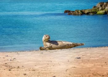 Denmark: A Hub for Marine Manufacturing – Sail Magazine