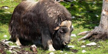 Elon Musk Amplifies Warning That Europe “Faces Extinction” Without Migration – sunatimes.com