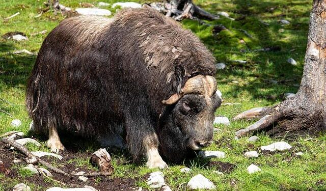 Elon Musk Amplifies Warning That Europe “Faces Extinction” Without Migration – sunatimes.com