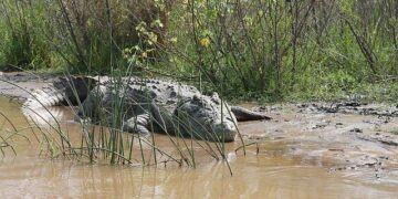 Ethiopia accuses Eritrea of preparing for war as Red Sea tensions rise – BBC