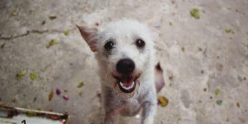 Benin interior minister says military coup attempt foiled by loyalist troops – Euronews.com