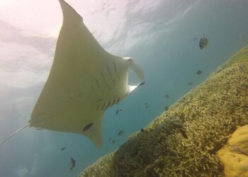My Paradise: Step back in time in beautiful Yap, Micronesia – Stripes Okinawa