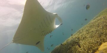 My Paradise: Step back in time in beautiful Yap, Micronesia – Stripes Okinawa