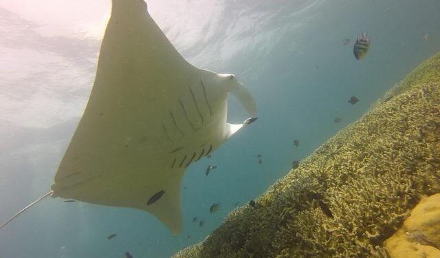 My Paradise: Step back in time in beautiful Yap, Micronesia – Stripes Okinawa