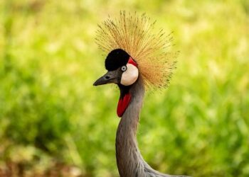 Mamdani’s win raises hopes of change in Uganda, the land of his birth – Al Jazeera