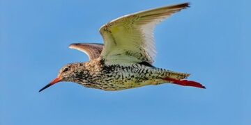 Finland clings to happiness crown as economic gloom deepens – Reuters