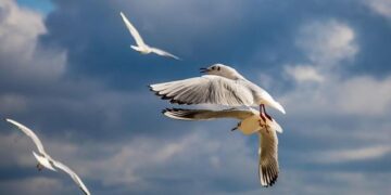 Bulgaria: Bulgaria – Friedrich-Naumann-Stiftung für die Freiheit